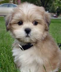 lhasa apso puppy