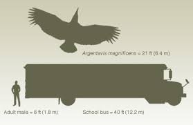 largest birds