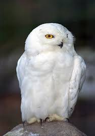 snowy white owl