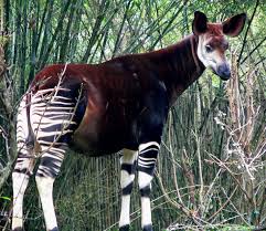 [Afbeelding: Okapi-1.jpg&t=1]