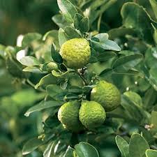 pictures lime trees