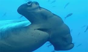 shark species pictures
