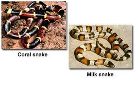 coral snake poisonous