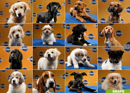 Puppy Bowl 2011: The Starting