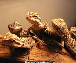 pet bearded dragons
