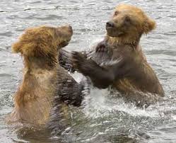 Photo of grizzly bear cubs at