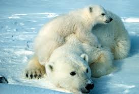 bear