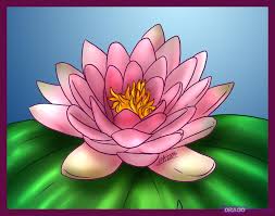 water lily lotus flower