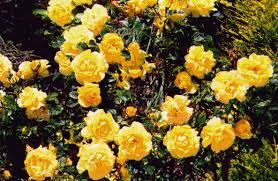 blue rose bushes