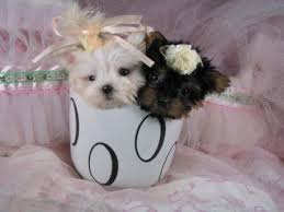yorkies for sale