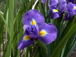 purple iris flower