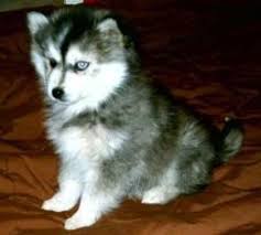 siberian husky pup
