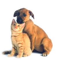 Campaña de Esterilizacion para mascotas en Puerto Peñasco