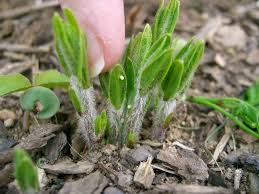 milkweed plant pictures