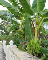 pictures banana trees