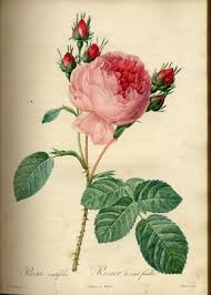 redoute
