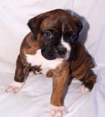 brindle boxer