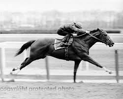 Secretariat Belmont Photos