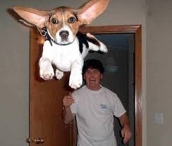 funny pictures of animals