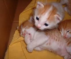 funny animals