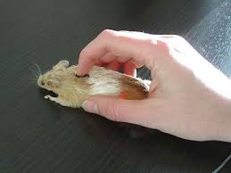 computer_mouse_using_a_real_dead_mouse_4.jpg