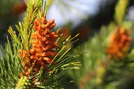 pine tree illustrations