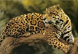 The jaguar               The jaguar Jaguar