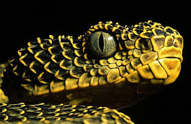 bush viper snake