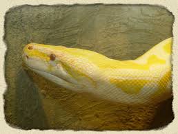 burmese python