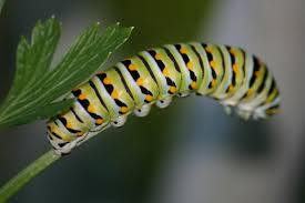 british caterpillars pictures