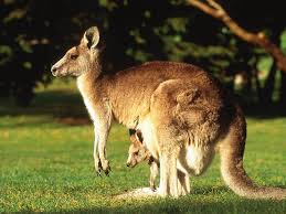 kangaroo