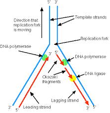Telomeres are crucial to the