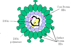 The Hepatitis B Virus
