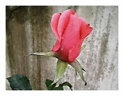 i miss you so much