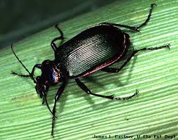 ground beetles images