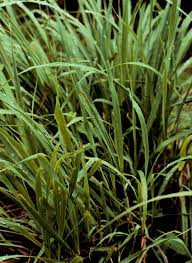 photo de lemon grass