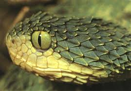 bush viper snake