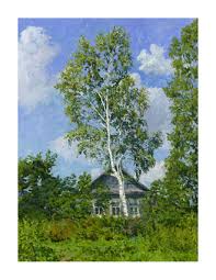 pictures birch tree