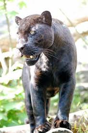 pet jaguar