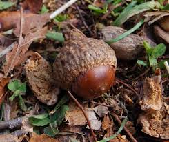 acorn