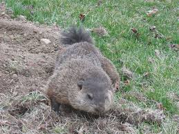 Ground hogs (a.k.a.