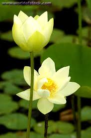 lotus nelumbo nucifera