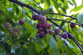 pictures plum trees