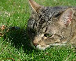 Afficher l'image en taille réelle