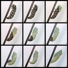 swallowtail caterpillar pictures