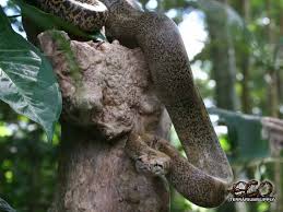 large snake pictures