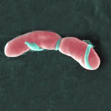 Listeria monocytogenes