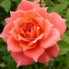 rose.jpg. In the prologue of