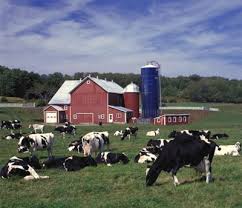 dairy farm