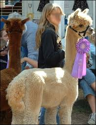 The Real Alpaca
